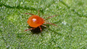 spider like mite